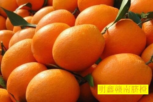 臍橙火熱銷(xiāo)售