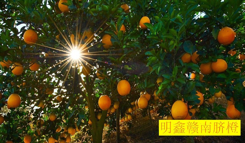 贛南臍橙原產(chǎn)地果農(nóng)