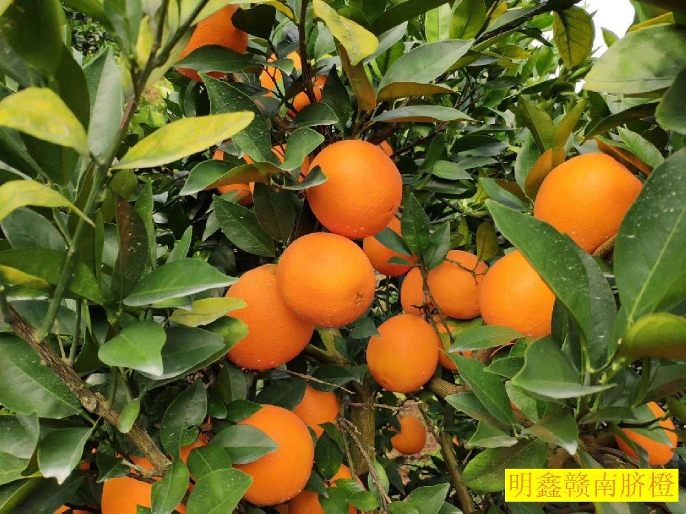 正宗贛南臍橙生產(chǎn)地
